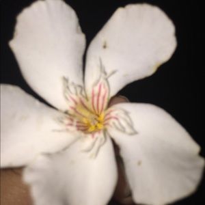 Meet your Posher, Lupe